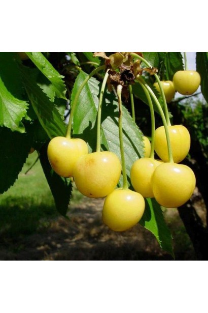  Черешня домашня Дачниця купити 